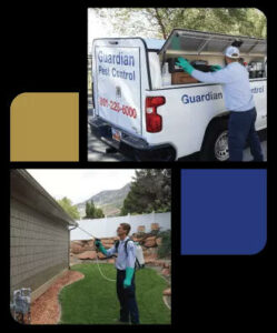 Guardian Pest Control: Your Trusted Partner in Precision Pest Elimination in Orem, UT